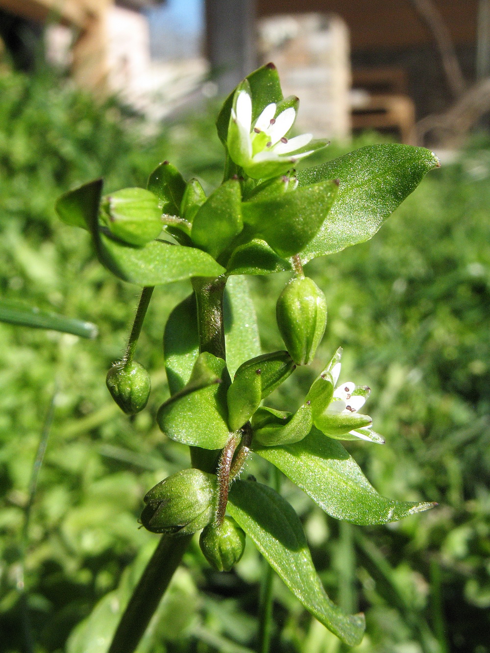 Image of Stellaria neglecta specimen.