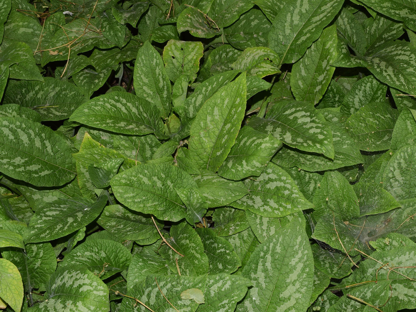 Image of Symphytum grandiflorum specimen.