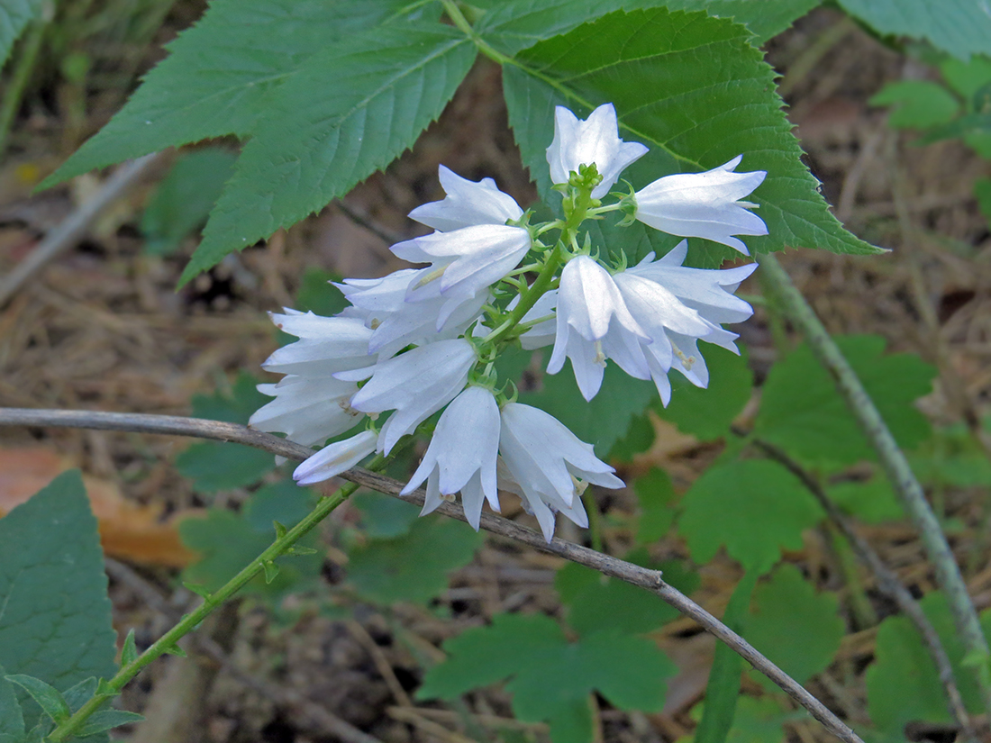 Изображение особи Campanula bononiensis.