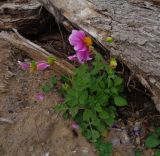 Dahlia pinnata