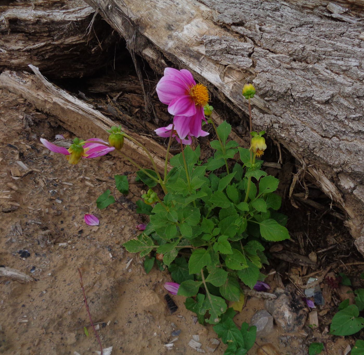 Image of Dahlia pinnata specimen.