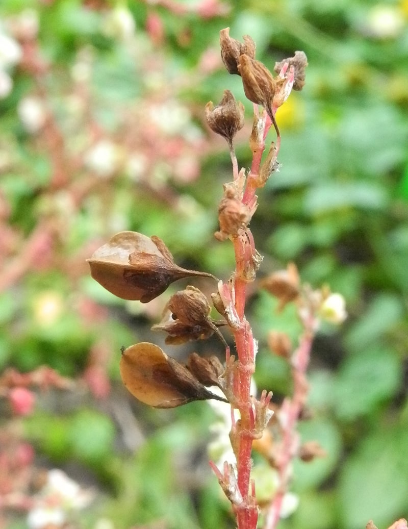 Изображение особи Aconogonon &times; fennicum.