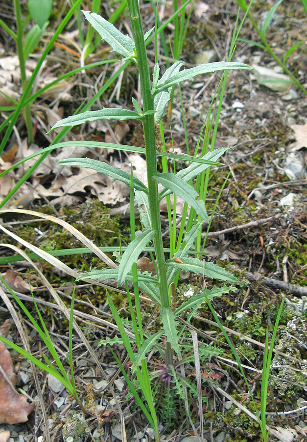 Image of Erysimum callicarpum specimen.