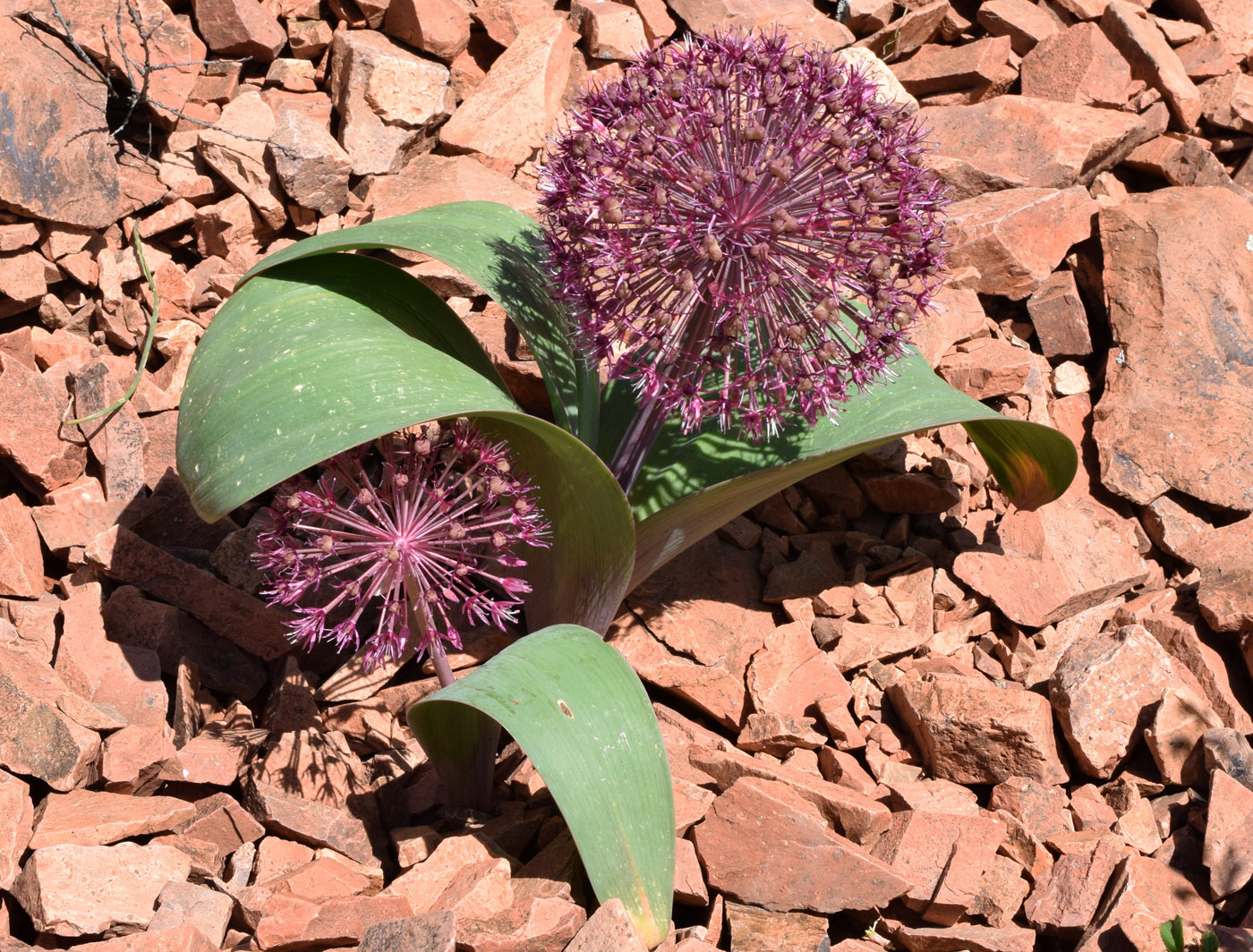 Image of Allium karataviense ssp. henrikii specimen.