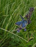 genus Nepeta