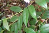 Leucothoe fontanesiana