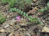 род Astragalus