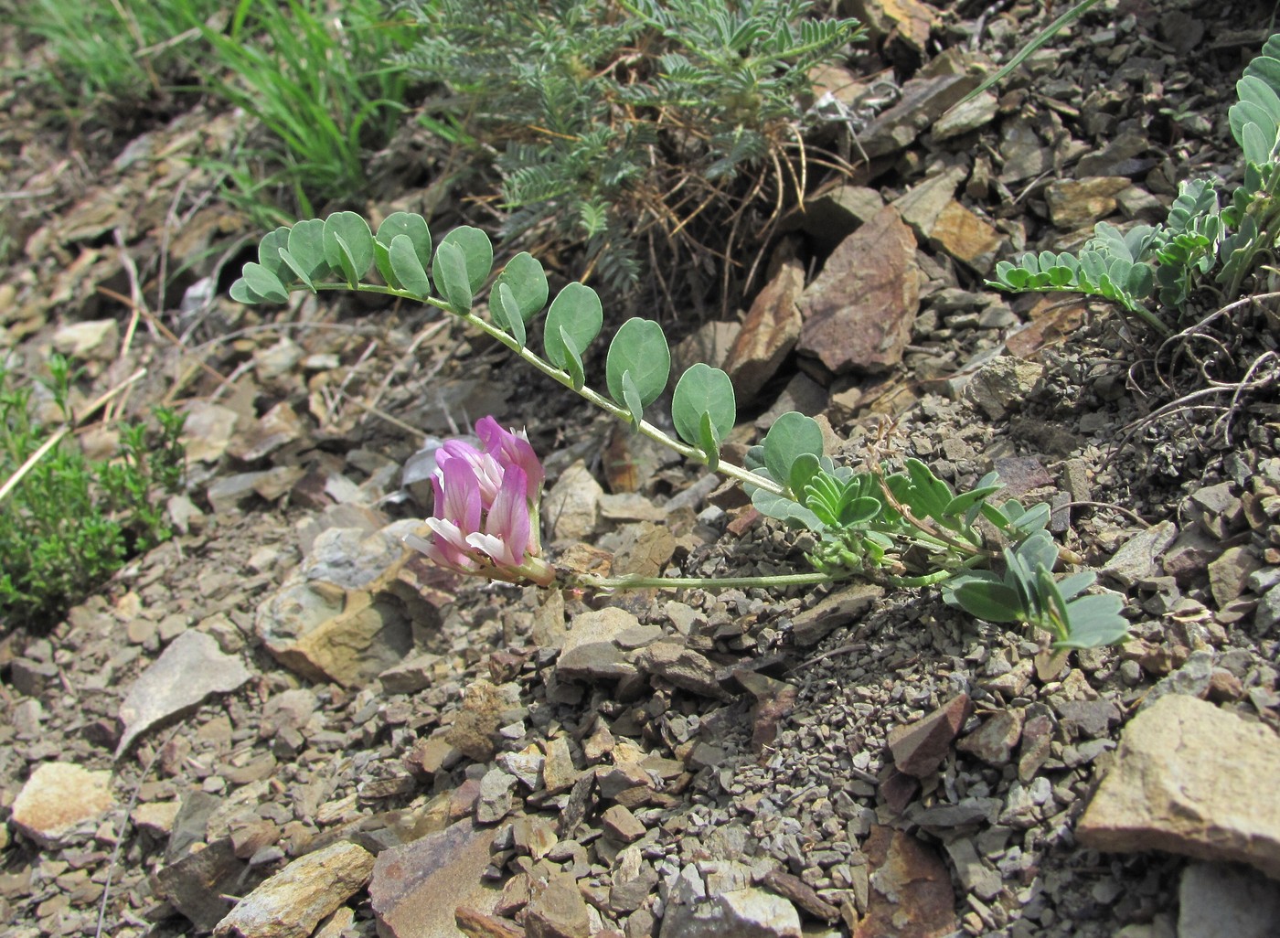 Изображение особи род Astragalus.