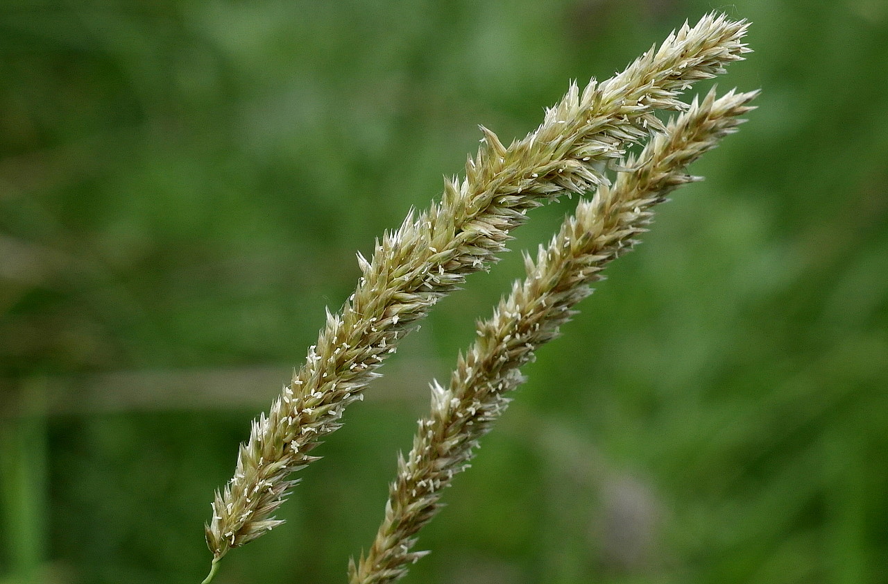 Image of Melica transsilvanica specimen.