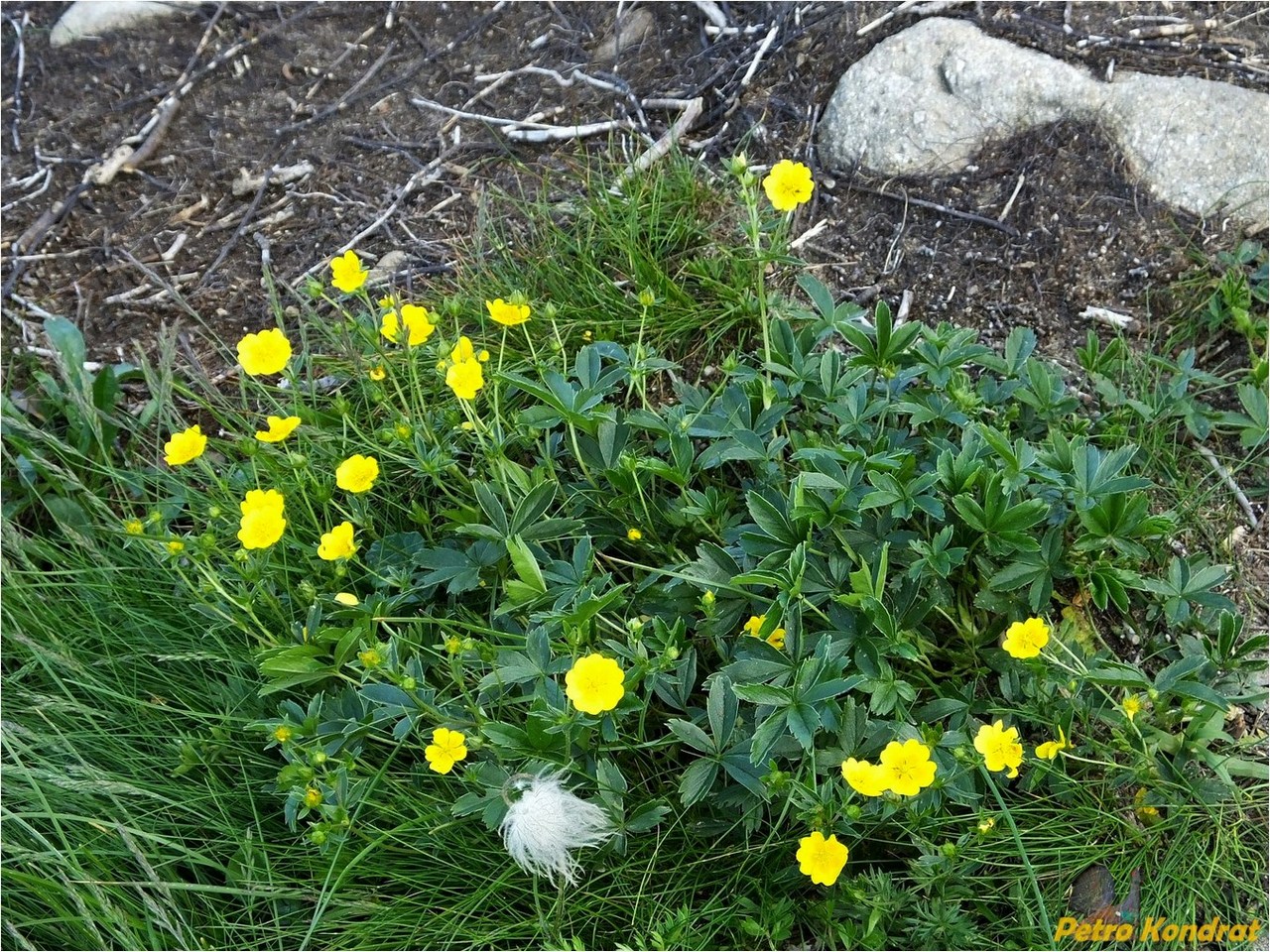 Image of Potentilla aurea specimen.