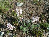 Oxytropis ambigua. Цветущее растение. Республика Алтай, Кош-Агачский район, Южно-Чуйский хребет, долина р. Тара. 06.07.2009.