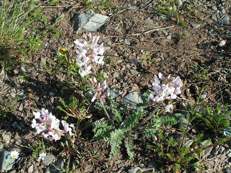 Image of Oxytropis ambigua specimen.