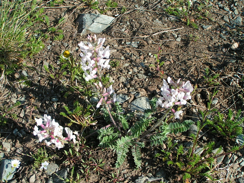 Изображение особи Oxytropis ambigua.