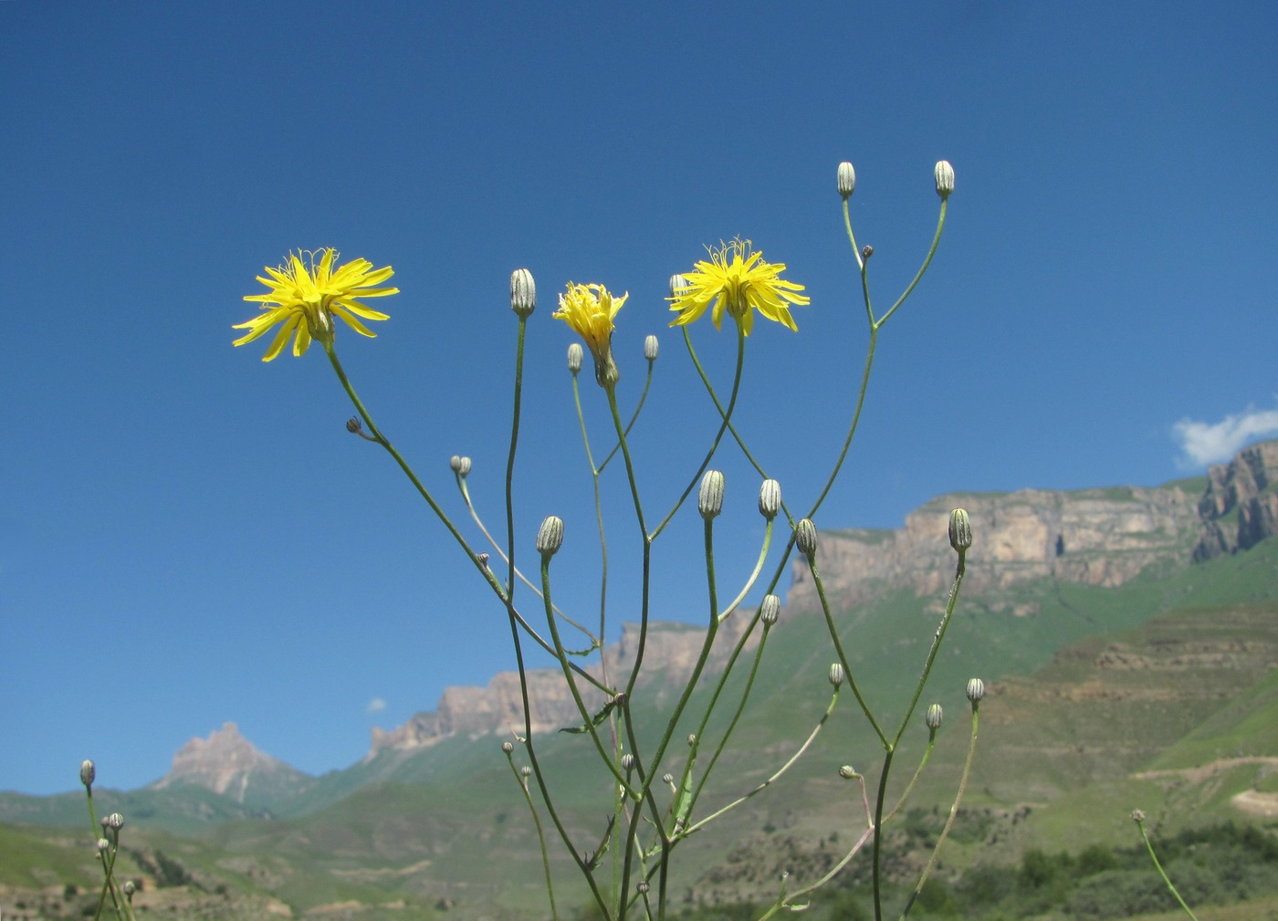 Изображение особи Crepis sonchifolia.