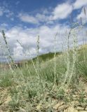 genus Artemisia. Зацветающее растение. Алтай, Кош-Агачский р-н, 5 км ЮВ с. Чаган-Узун, долина р. Тыдтуярык, остепнённый склон. 8 июля 2019 г.