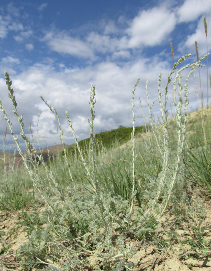 Изображение особи род Artemisia.