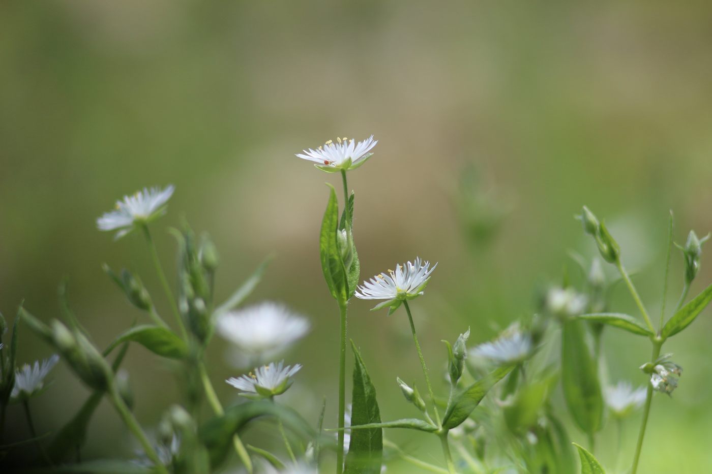 Изображение особи Fimbripetalum radians.