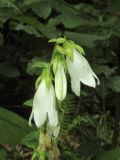 Campanula alliariifolia. Верхушка соцветия. Карачаево-Черкесия, Урупский р-н, 7 км к северу от пос. Рожкао, широколиственный лес, у ручья. 4 августа 2019 г.