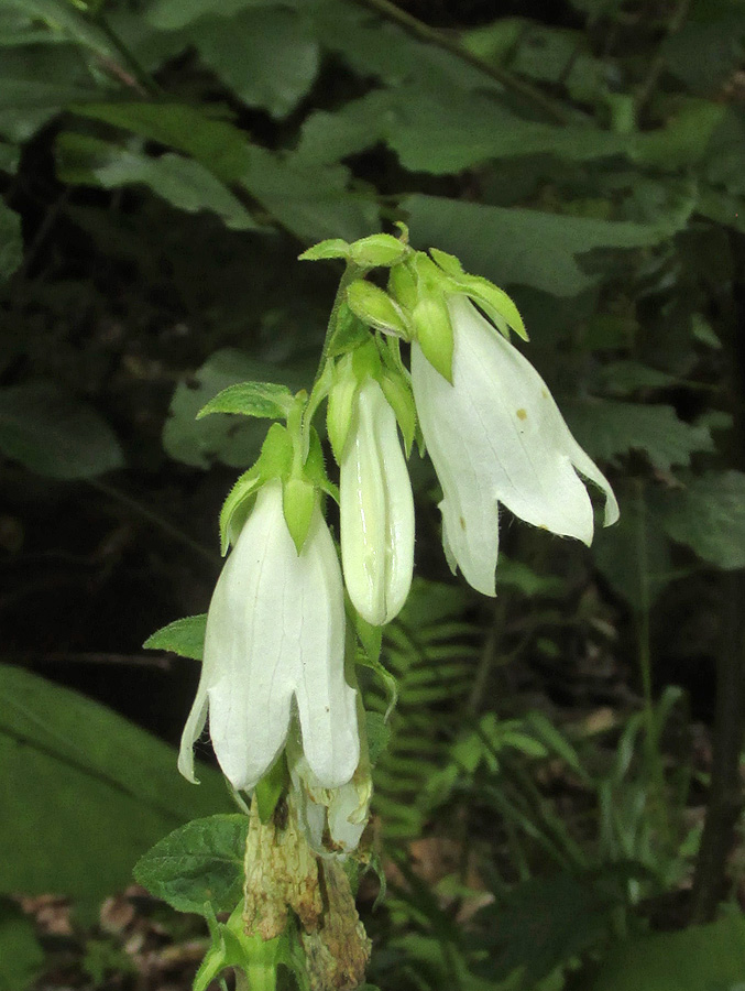 Изображение особи Campanula alliariifolia.