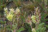 Oxytropis pilosa. Верхушки цветущих и плодоносящих растений. Челябинская обл., Брединский р-н, окр. пос. Аркаим, степь. 15 июня 2019 г.