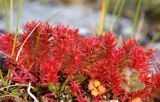 Rhodiola quadrifida