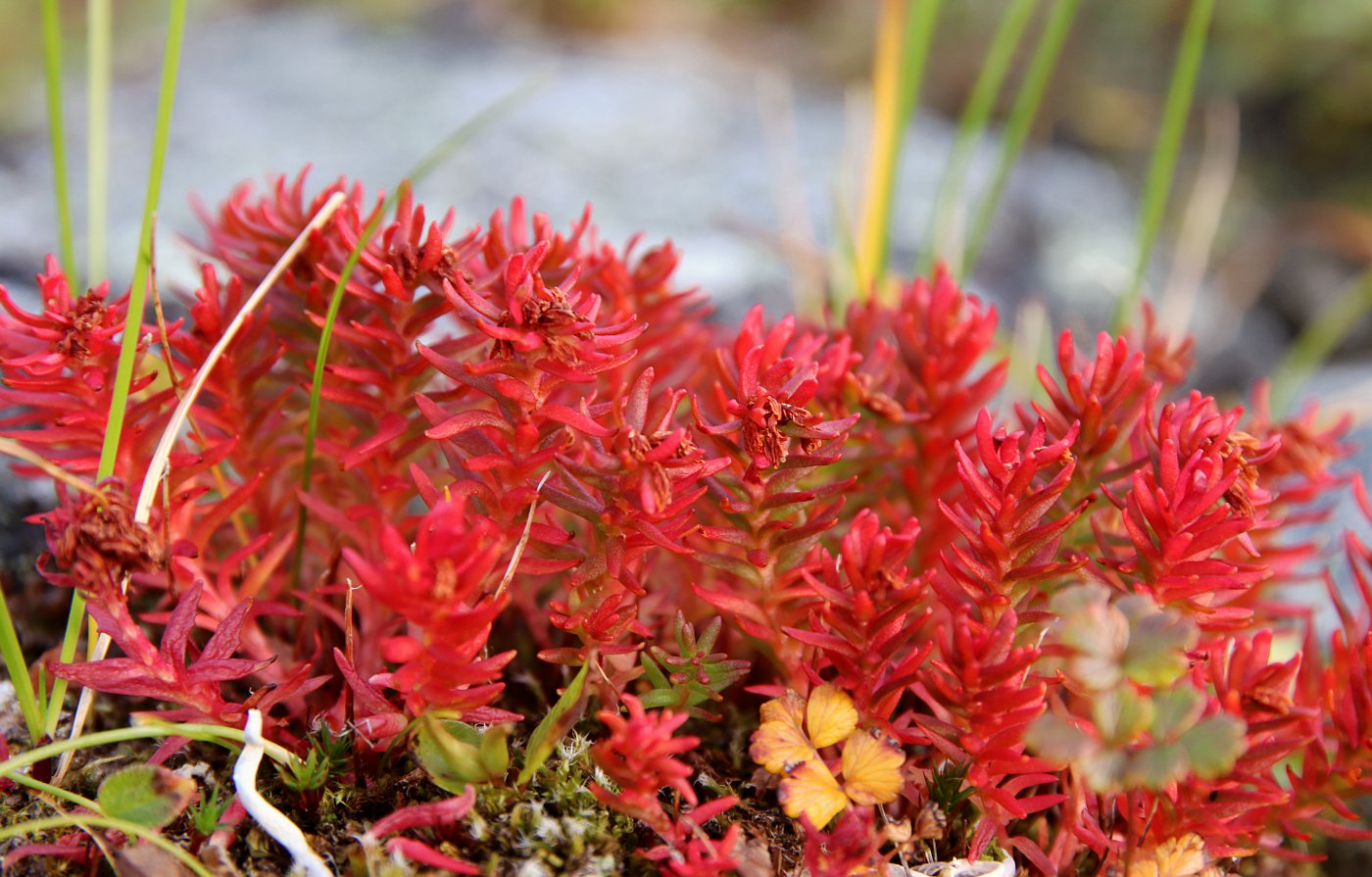 Image of Rhodiola quadrifida specimen.