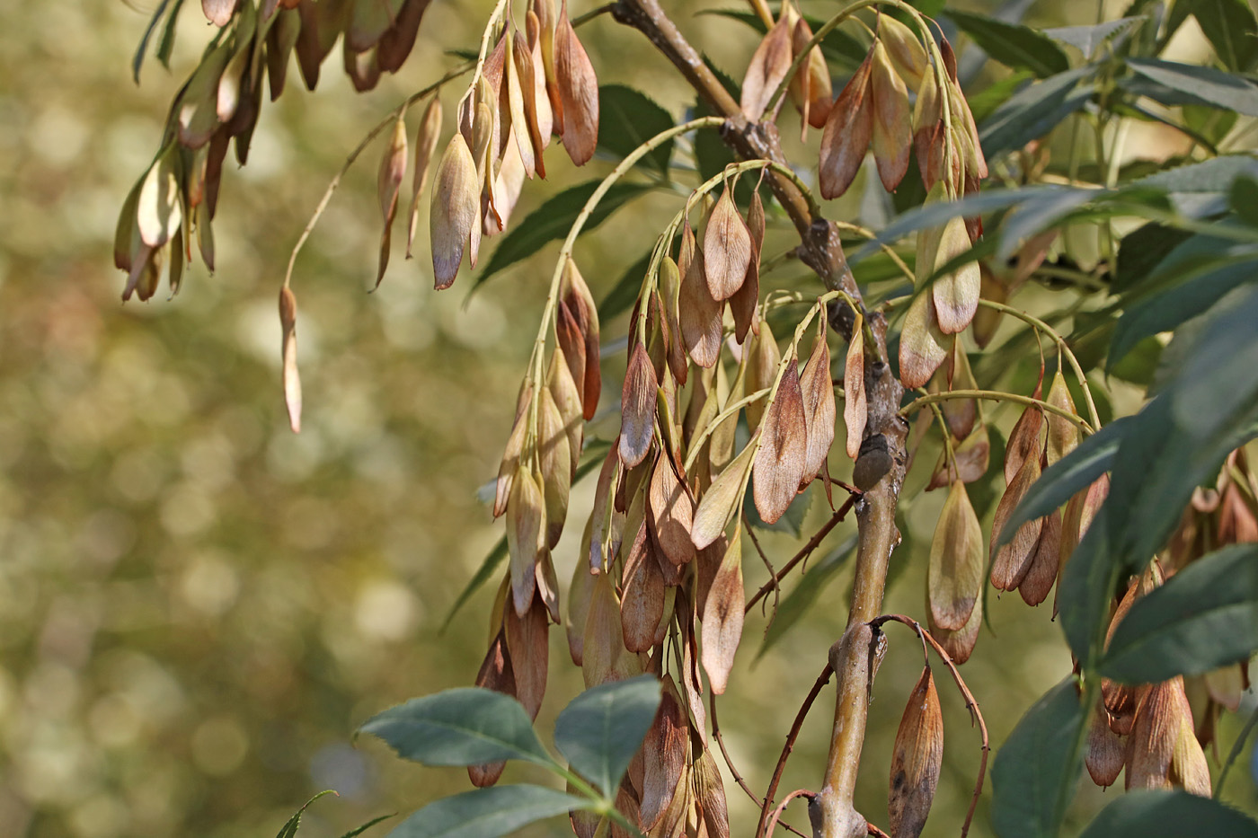 Image of Fraxinus excelsior specimen.