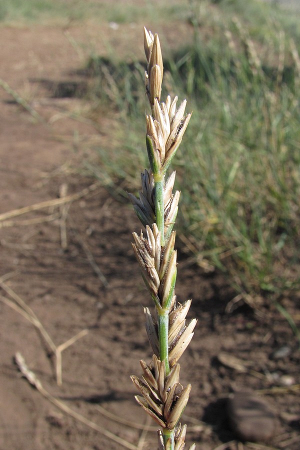 Изображение особи Elytrigia trichophora.