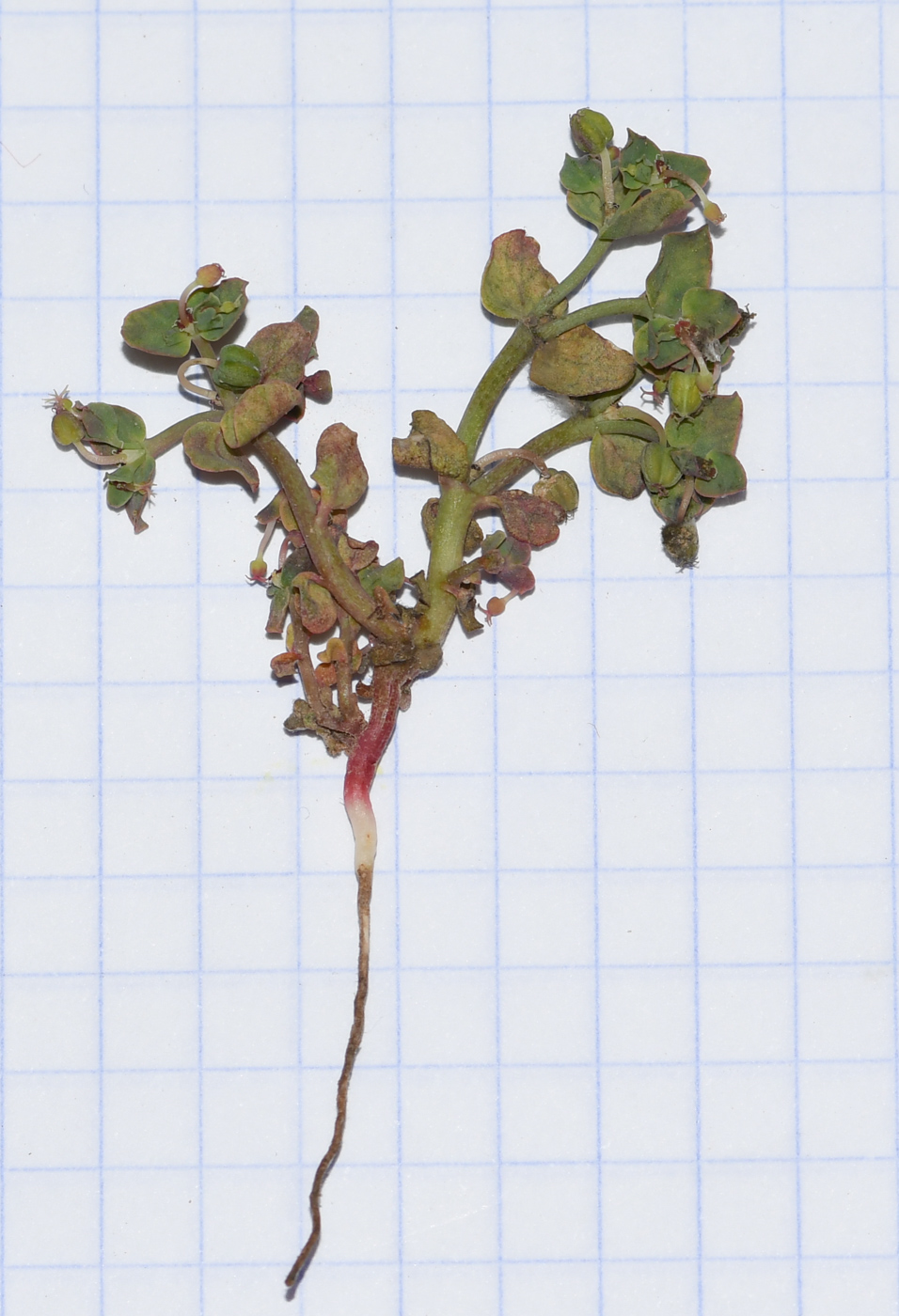 Image of Euphorbia chamaepeplus specimen.