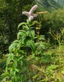 Mentha longifolia. Верхушка цветущего растения. Карачаево-Черкесия, Домбай, долина р. Домбай-Ульген, луг. 30.08.2019.