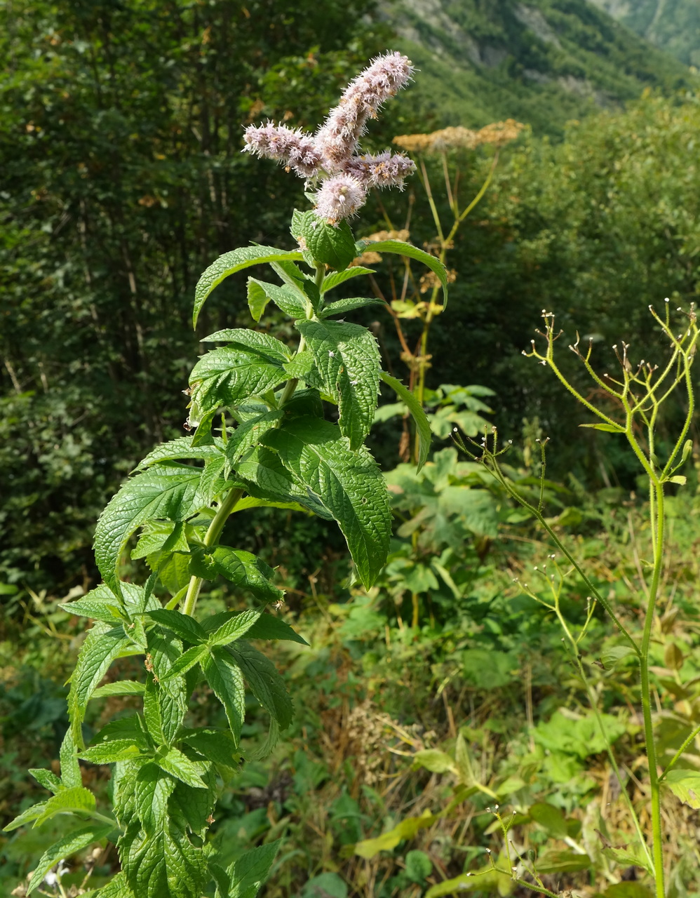 Image of Mentha longifolia specimen.