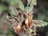 Cistus crispus