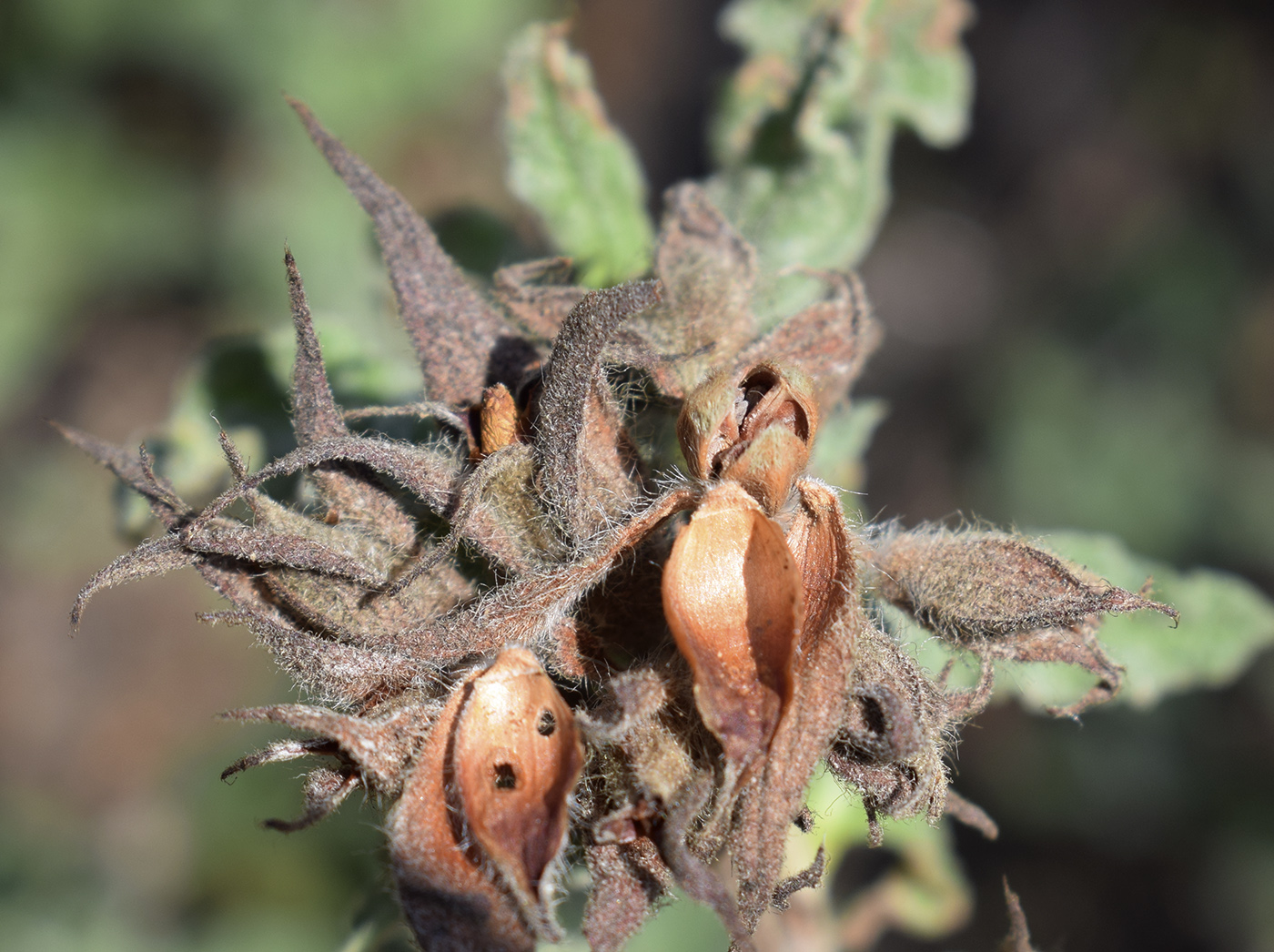 Изображение особи Cistus crispus.