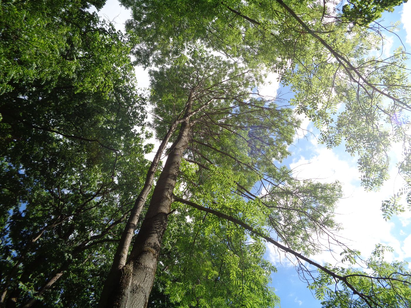 Image of Fraxinus excelsior specimen.