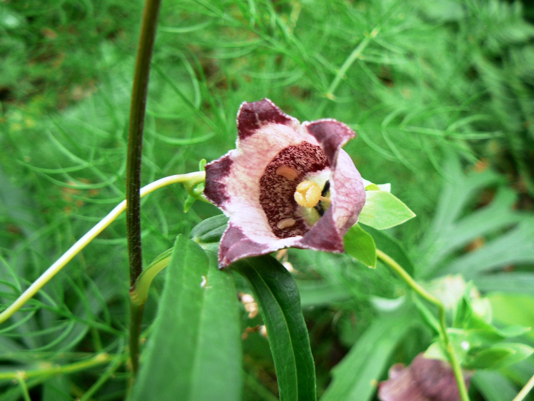 Изображение особи Codonopsis ussuriensis.