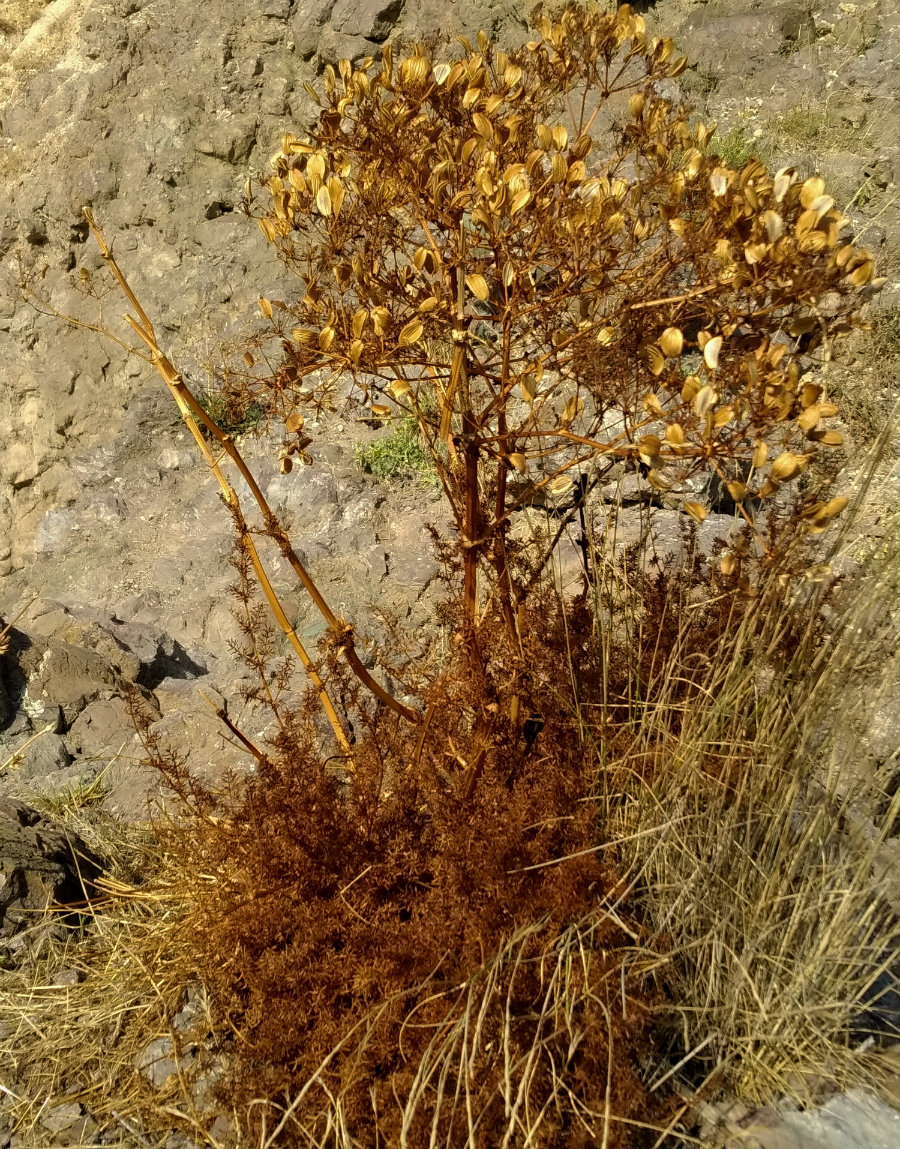Image of Ferulago galbanifera var. brachyloba specimen.