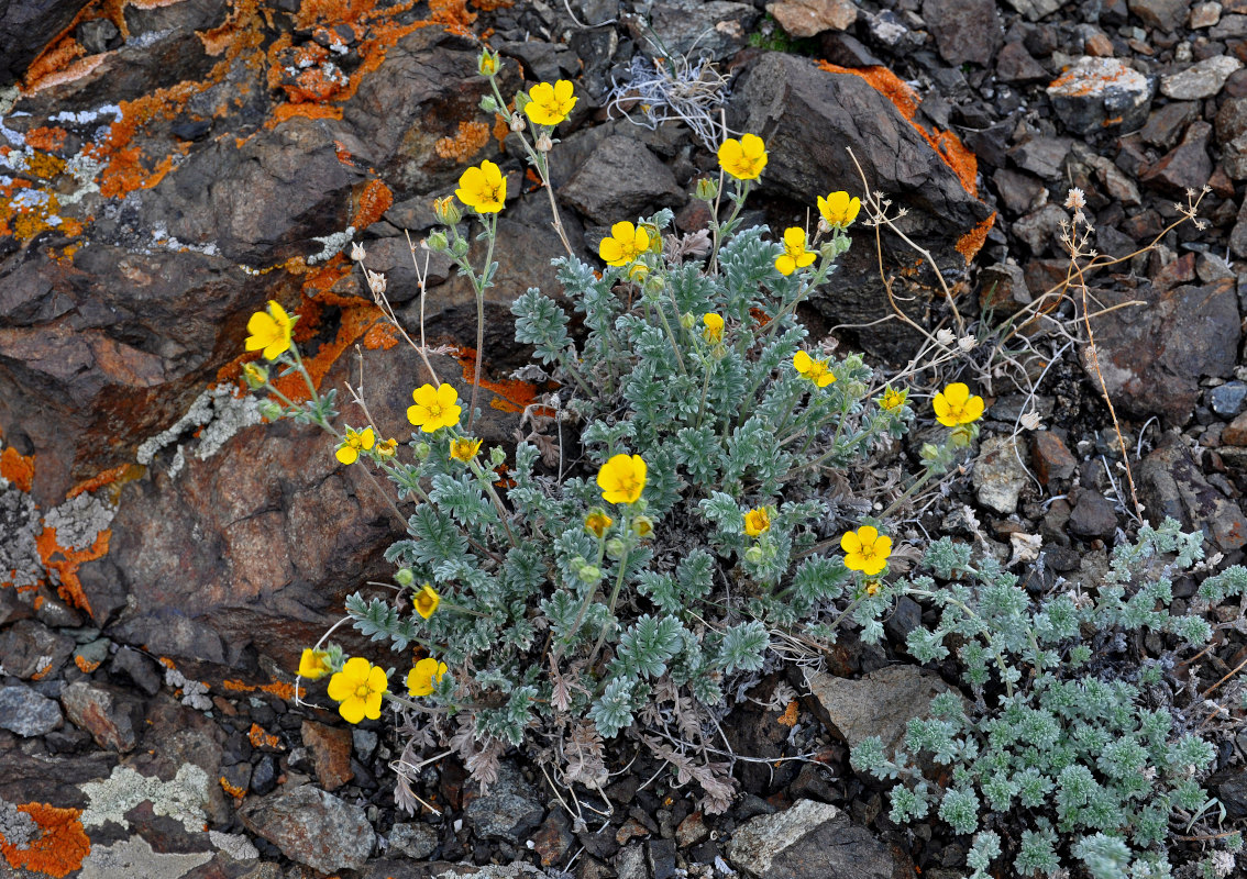 Image of genus Potentilla specimen.