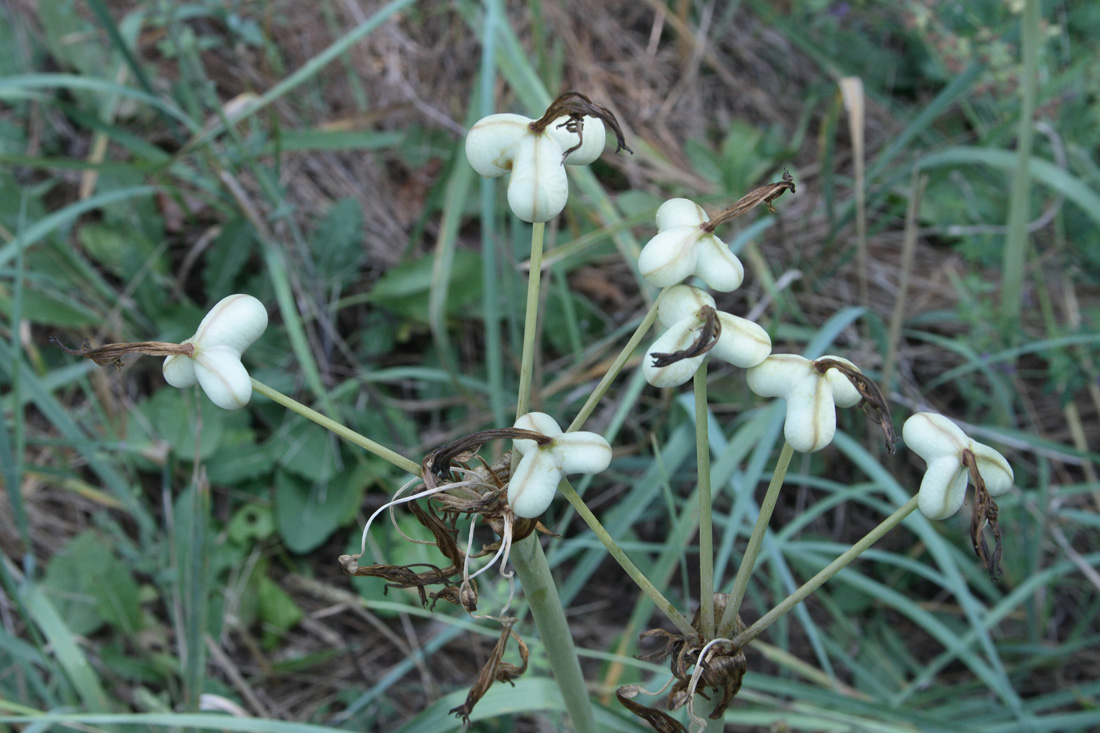 Image of Ungernia victoris specimen.
