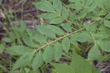 Euonymus sacrosanctus