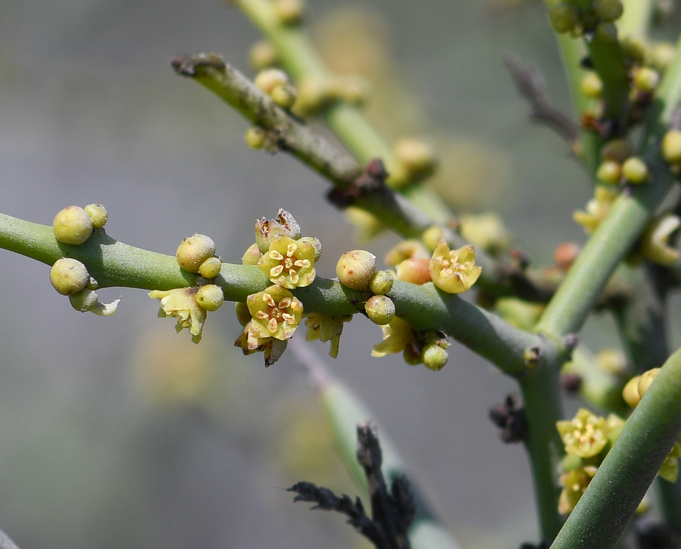 Изображение особи Scutia spicata.