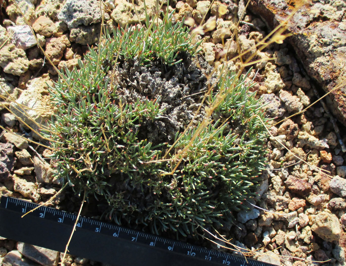 Image of Gypsophila patrinii specimen.