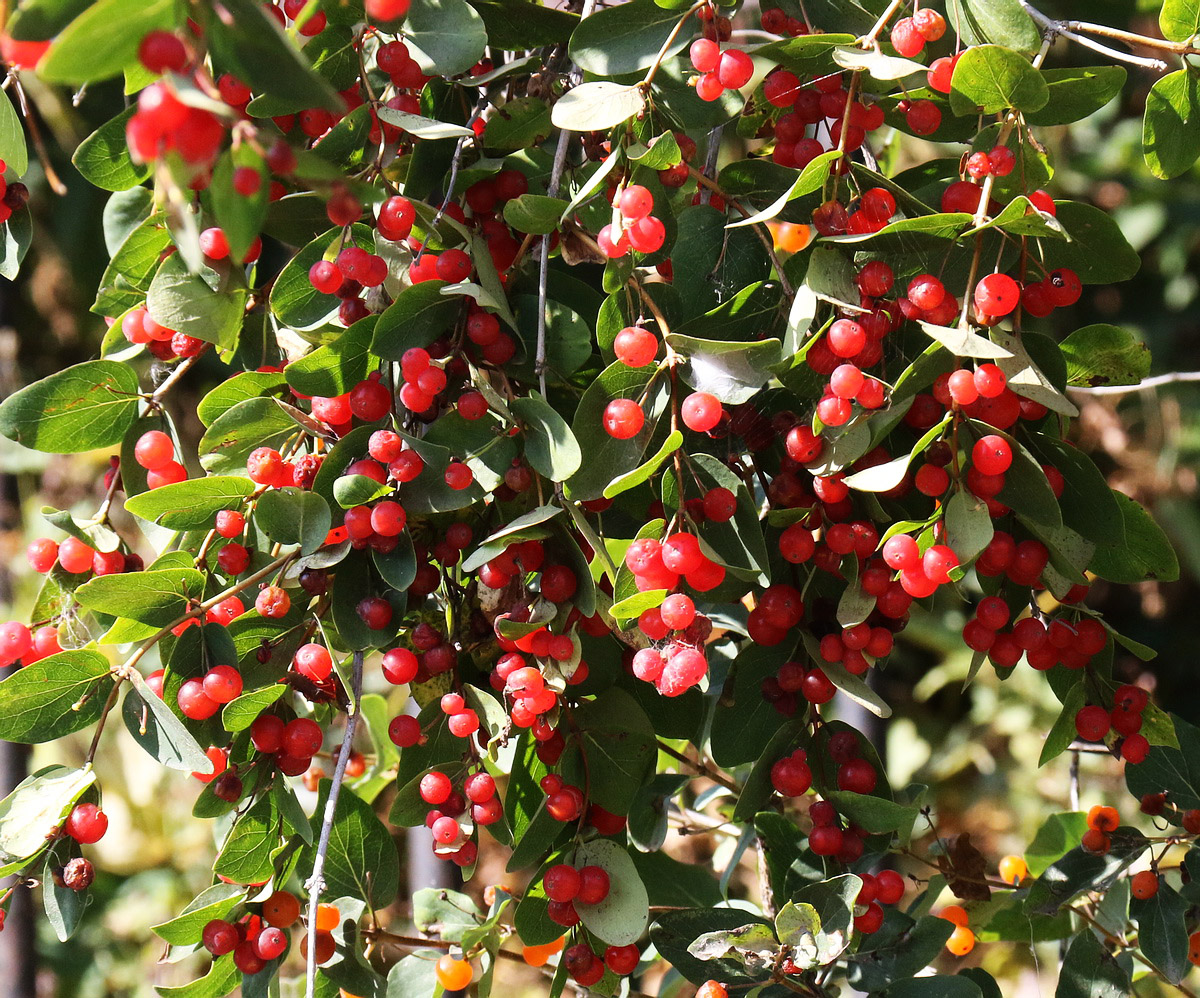 Изображение особи Lonicera tatarica.