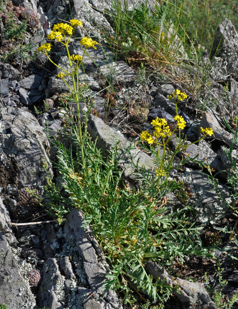 Image of Patrinia intermedia specimen.