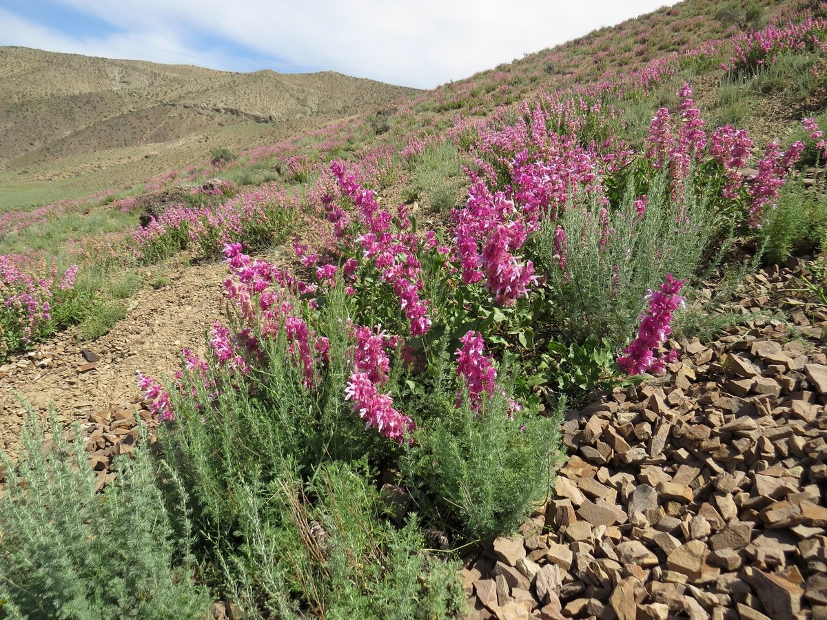 Image of Salvia bucharica specimen.