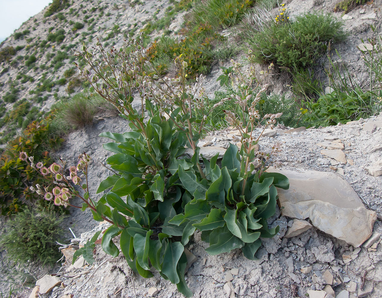 Изображение особи Rindera tetraspis.