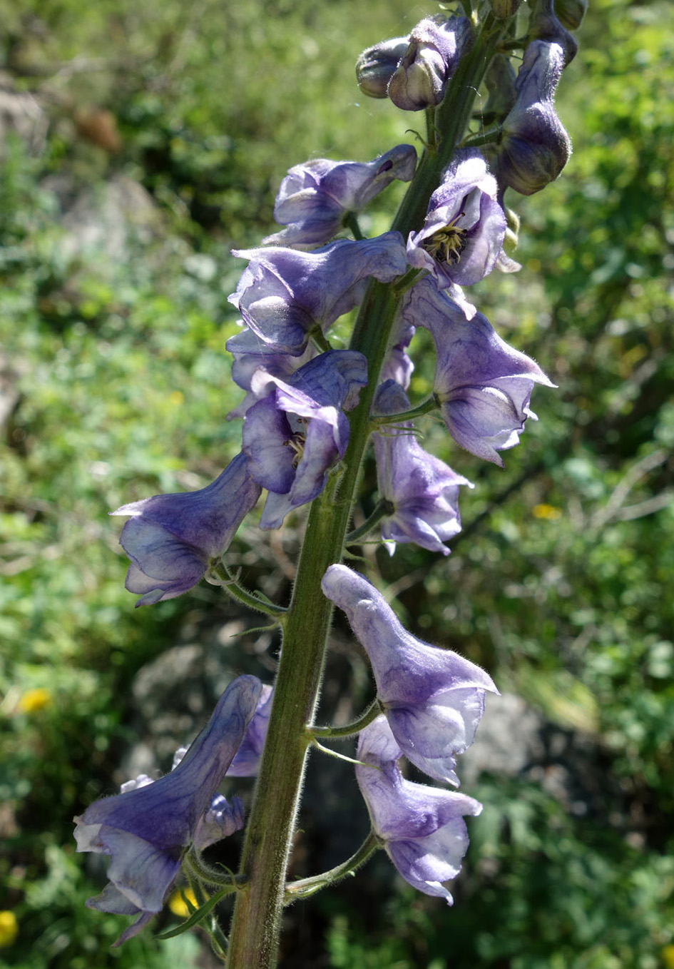 Изображение особи Aconitum leucostomum.