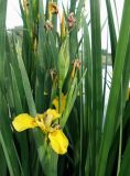 Iris pseudacorus. Побег с цветком, незрелыми плодами и листья. Кыргызстан, Чуйская обл., с. Восток, берег водоёма. 23.05.2019.