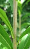 Solidago gigantea