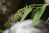 Buddleja davidii. Верхушка побега с соплодием. Испания, Каталония, пров. Жирона, комарка Ла-Гарроча, муниципалитет Салес-де-Льерка, русло р. Сант-Аниоль, у кромки воды. 29.09.2019.