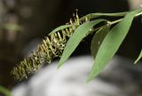 Buddleja davidii. Верхушка побега с соплодием. Испания, автономное сообщество Каталония, провинция Жирона, комарка Ла-Гарроча, муниципалитет Салес-де-Льерка, русло р. Сант-Аниоль, у кромки воды. 29.09.2019.